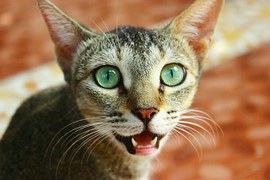 cat-390046__180